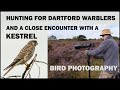Hunting for Dartford Warblers/A close encounter with a Kestrel