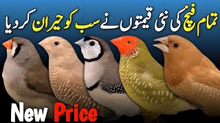 finches price update 2025 | owl finch price update | java finch price update | gouldiyan finch price