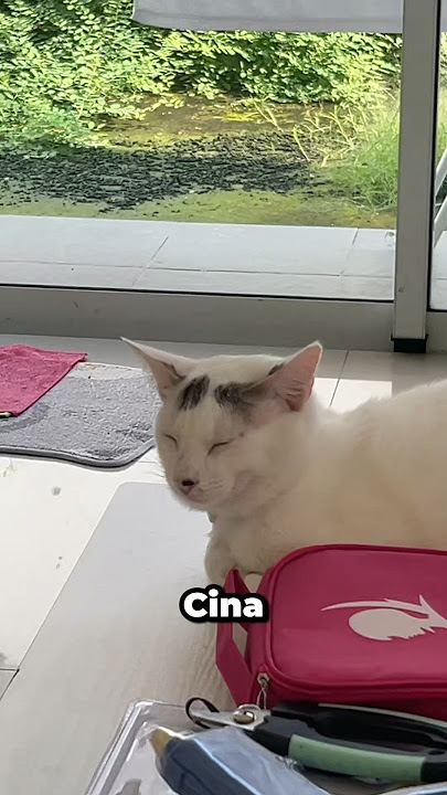 emang boleh se chindo ini?