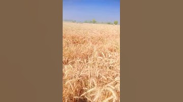 aisa desh hai mera #shortviral #tkfshorts  #shortviralvideo #trending