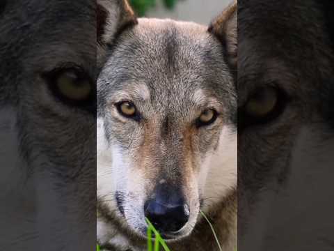 مابين نظرة الذئب والاسد أيهما الاكثر تأثيرا