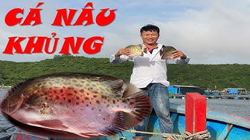 Câu Cá Biển - Câu Cá Nâu Dô Bầy Cá Nâu Khủng | Đam Mê Câu Kéo - DƯƠNG 91