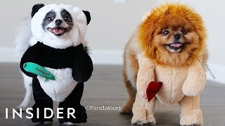 Костюм плюшевого медведя для вашей собаки Костюм плюшевого медведя для вашей собаки