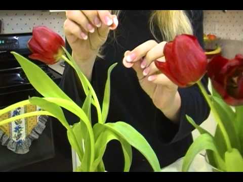How to Make Tulips stand straight - Joni Hilton - YouTube