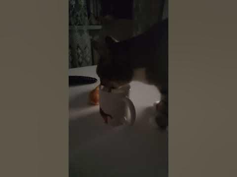 Кошка пьет молоко #cat - YouTube