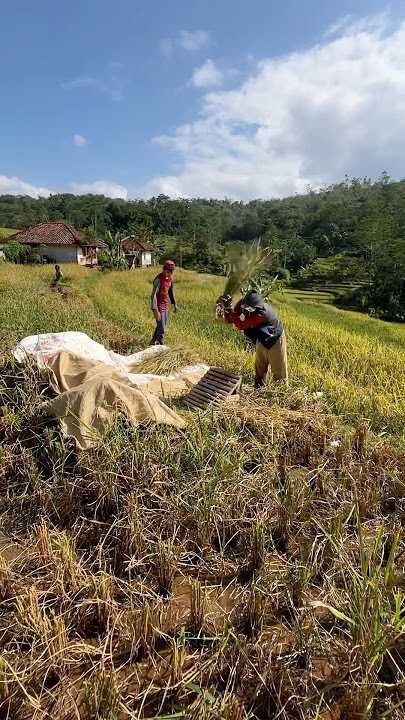 Alhamdulillah, musim panen sudah tiba #youtube #short #viral #fyp #panen #village