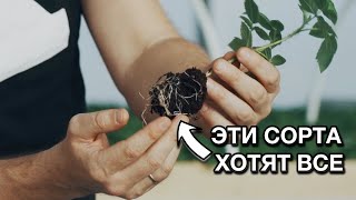 Ты захочешь себе ЭТОТ сорт МАЛИНЫ в 2024г.