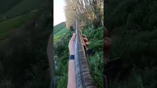 Rough shooting pheasant and a pukekos in New Zealand