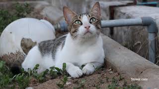 OMG very cute cat