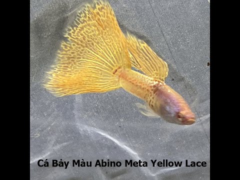 Cặp Cá Bảy Màu Ab Meta Yellow Lace Đẹp Tại Tp.Hcm - Cá Bảy Màu - Guppy Nhật  Minh