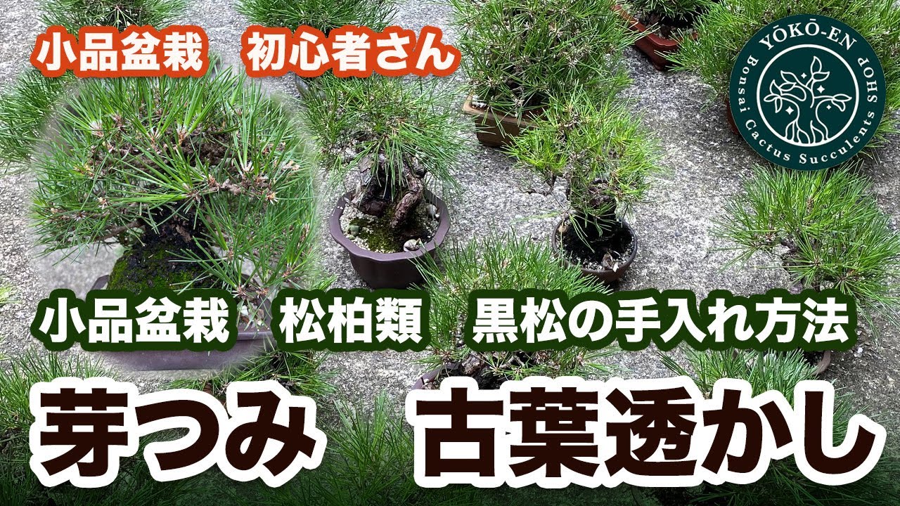 貴風盆栽、黒松、島採取、60年強 目立った傷や汚れなし mqdefault.jpg
