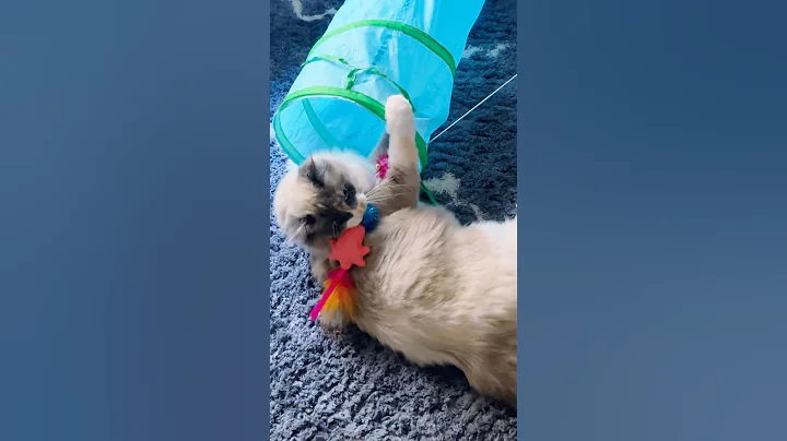 Watch the video about Cute Ragdoll kitty play time! #ragdoll #cute #kitty #cat #cuteanimal