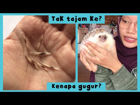 Video: Kesan Fakta Mengenai Hedgehogs Binatang