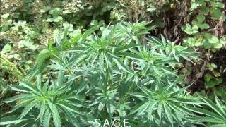 Cold Creek Kush   SAGE   Burmese   WW Outdoor Arena 07122012 001 MTS