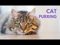 CAT PURRING | 10 Hours | Soothing Sound, Relax, Study