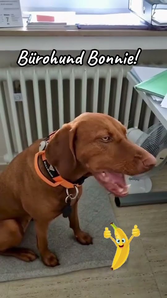 Bonnie hat sich, wie immer, ihre Banane zum Frühstück gewünscht!😂🥰♥️ ...