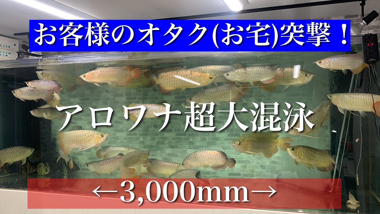 圧巻のアロワナ30匹大混泳！当店のお客様自慢の3m水槽をご紹介 