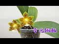 04/10/2023 惊艳无比的幸运铜板蝴蝶兰 Phalaenopsis Yungho Canary “Joy” x mannii Green “Joy” seedling