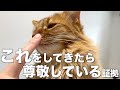 猫が心の底から尊敬している人にしか見せない行動