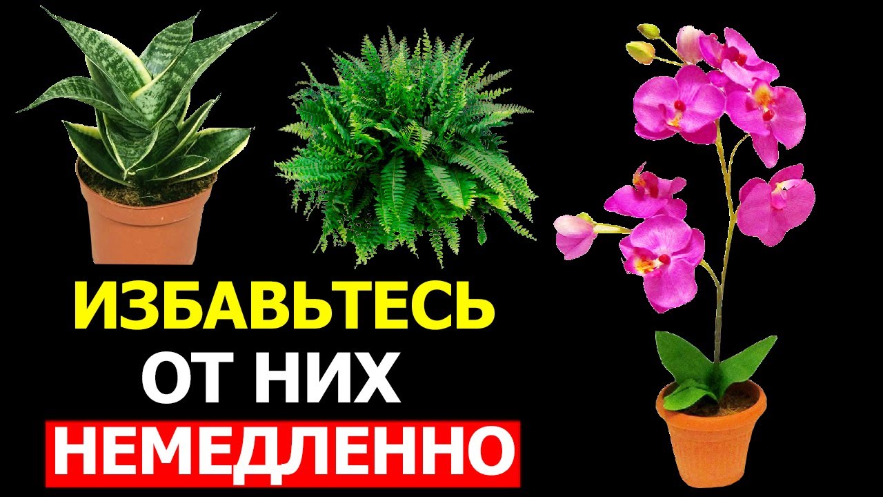 7 комнатных растений, приносящих беду в дом! Растения которые не стоит держать дома