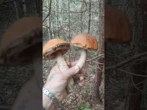 ГРИБ ПОДБЕРЁЗОВИК ОБЫКНОВЕННЫЙ / Mushroom Leccinum Scabrum