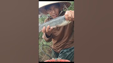 Thăm Lờ Dính Cá Trê Lai Khủng Trong Bụi Tơ Hồng Xanh #shorts #thămlờcá #cátrêlai #bắtcátrêlai