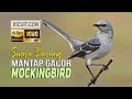 Kicauan Mantap Burung Mockingbird