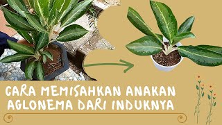 Memisahkan Anakan AGLONEMA dari Induknya || Cara Memperbanyak Aglonema