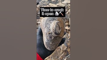 Strange shaped nodule cracked open on the beach! ⛱️🪨🤔 #fossilhunting #fossils #shorts #coast #rock