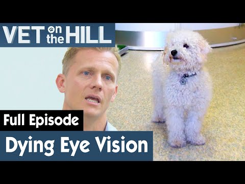 ? Dogs With Progressive Retinal Atrophy | FULL EPISODE | S02E20 | Vet On The Hill