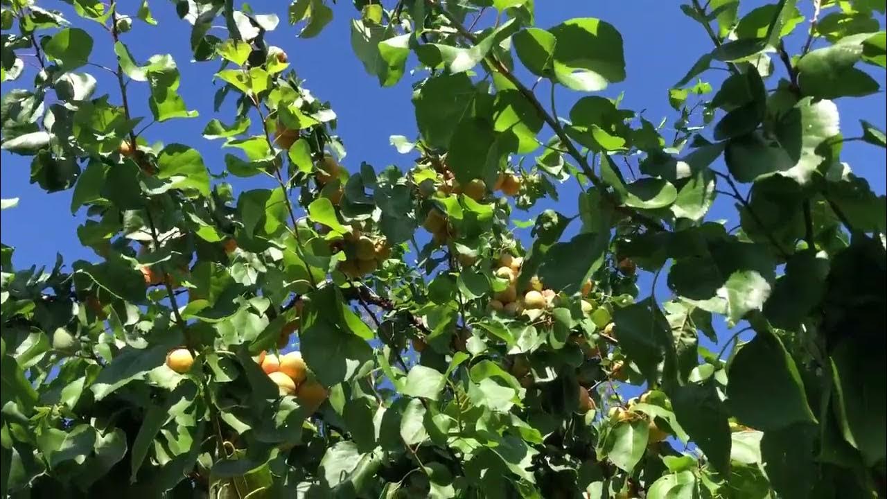 Абрикос Крымский Амур - YouTube