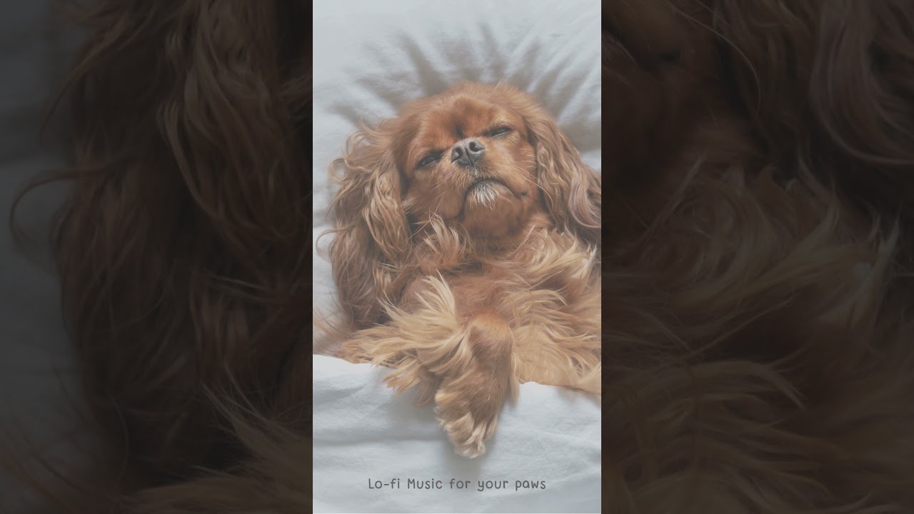 Lofi for Dogs with Separation Anxiety (Science-Backed 60-70 BPM) 🐾 | Calming Music for Nervous Pets