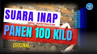 suara inap walet original mp3 II PANEN 100 KILO