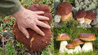 SHOCK! Best harvest this year? giant boletus 30 years I haven't seen this mushroom--fungus 2023
