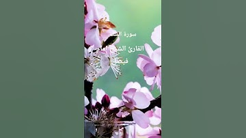 #القرآن الكريم #المصحف #اكسبلور #تلاوات_رائعة #