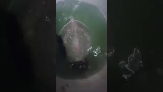 kachua #ytshorts#youtubeshorts#kachua#viralreels#unik #shorts#popular#funny#dailyvlog #coolvideo
