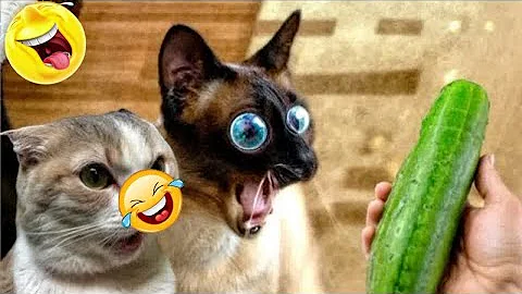 Video 11745791: cat funny animals compilation, best funny cat