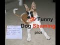 50 Funny Dog Shaming pics