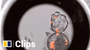 China-US scientists create world