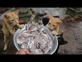 Kitten eat fish On the Rain | Homemade cat fish | Kitten Eating raw fish