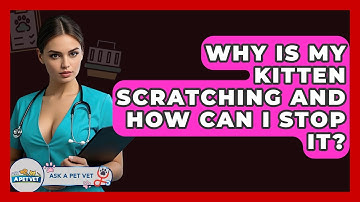 Why Is My Kitten Scratching And How Can I Stop It? - Ask A Pet Vet