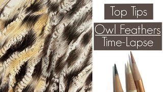 REALISTIC OWL FEATHERS IN COLOURED PENCIL TIME-LAPSE / TOP TIPS
