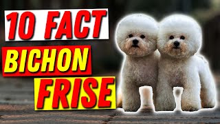 The Ultimate Bichon Frise Review