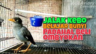 Jalak kebo ngeriwik, cocok untuk pancingan burung jalak yang macet