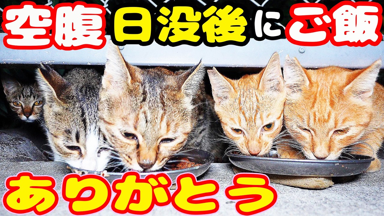 空腹な猫たちに日没後にご飯をあげると・・・さくらねこたちへのエサ
