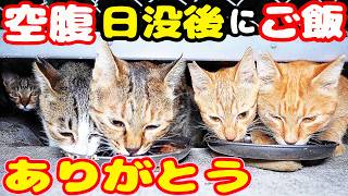 空腹な猫たちに日没後にご飯をあげると・・・さくらねこたちへのエサやり【視聴だけでも猫たちを助けることになります】支援者様 視聴者様 猫たちに神のご加護を!野良猫の感動猫動画