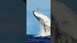 5 Massive Predators That Rule the Alaskan Wilderness! 🐻🐋🦅