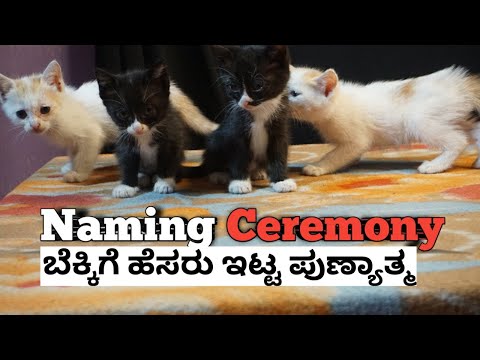 ಬೆಕ್ಕಿಗೆ ಹೆಸರು ಇಟ್ಟ ಪುಣ್ಯಾತ್ಮ| Kittens |Naming Ceremony | Vinn Nayak | #kittens #cats #pets