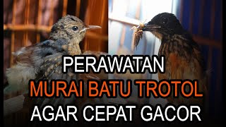 CARA PERAWATAN MURAI BATU TROTOL AGAR CEPAT GACOR