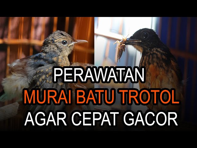 CARA PERAWATAN MURAI BATU TROTOL AGAR CEPAT GACOR class=